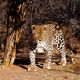 Africat Okonjima Namibia Afrika