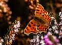 comma Butterfly 2024 by Harold Thompson