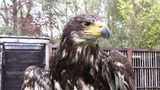 Junger Weißkopfseeadler von Pat01ify