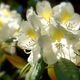 Leuchtender Rhododendron