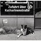 DD 21 - Hundeparkplatz