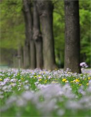 DD-Frühling