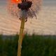 Pusteblume