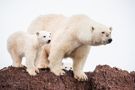 *polar.bear.life * von subru