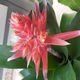 Bromelienblte