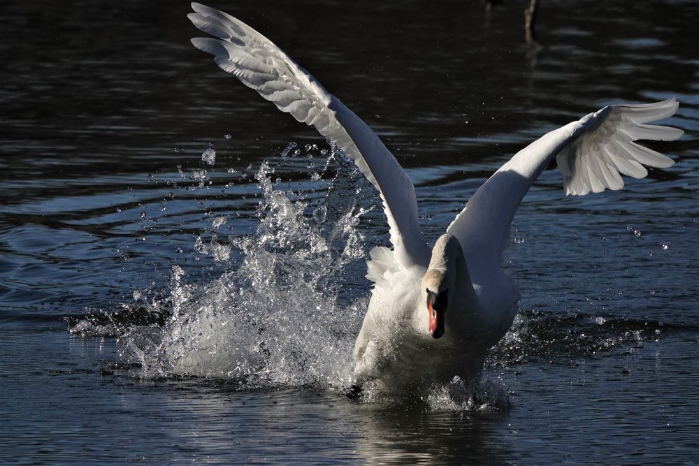 Take - Off von Günter Frank