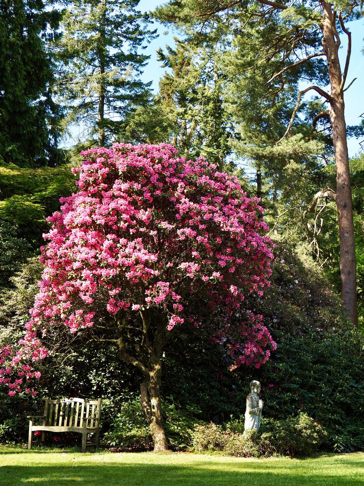 Rhododendrenbaum  von Hiltrud Fydrich