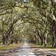 spanish moss