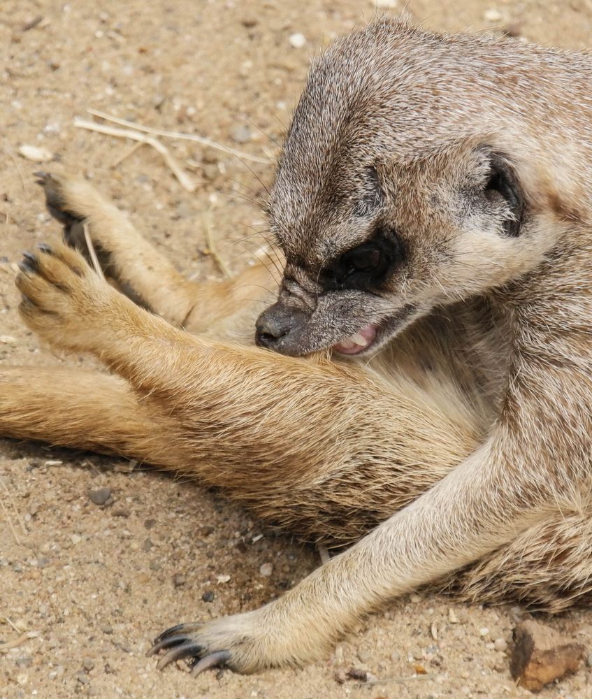 Erdhörnchen Namibia von christianbochert