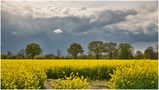 Raps und dunkle Wolken by Harry H. Zimmermann