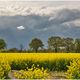 Raps und dunkle Wolken