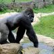 Gorilla Silberrcken berquert Bach