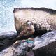 Blue Footed Boobie