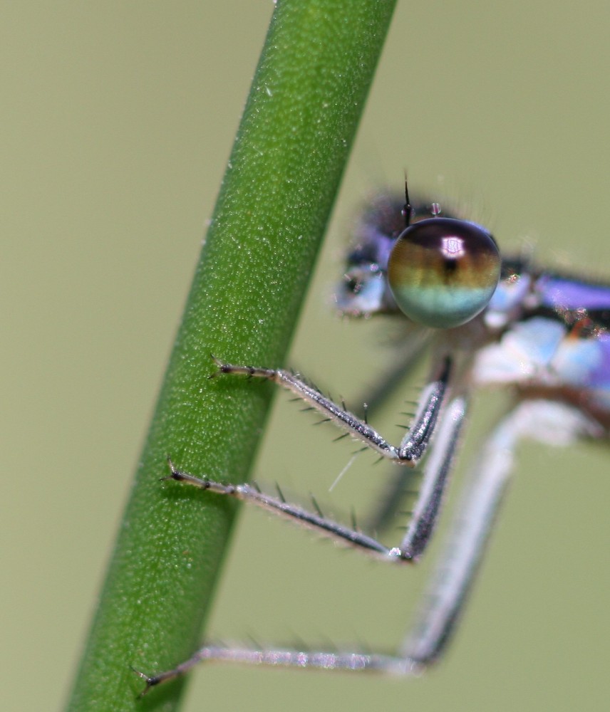 De beaux yeux bleus