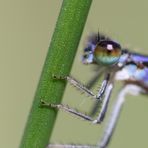 De beaux yeux bleus