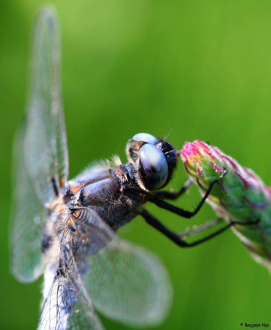 De beaux yeux bleus...