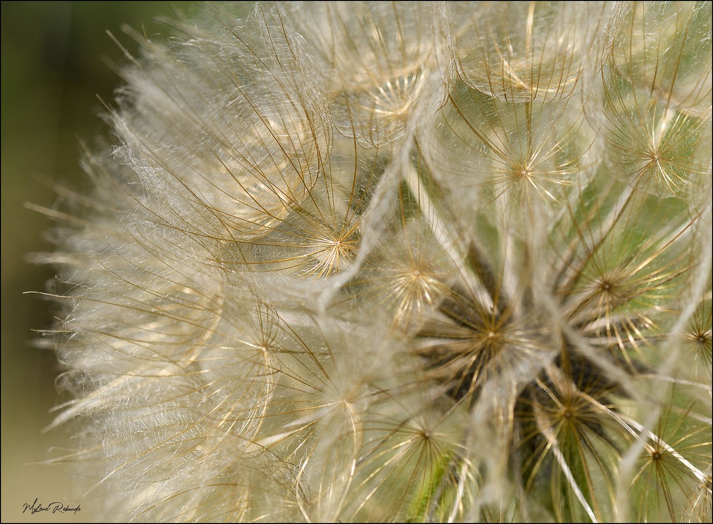 De belles dorures