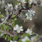 De belles épines.