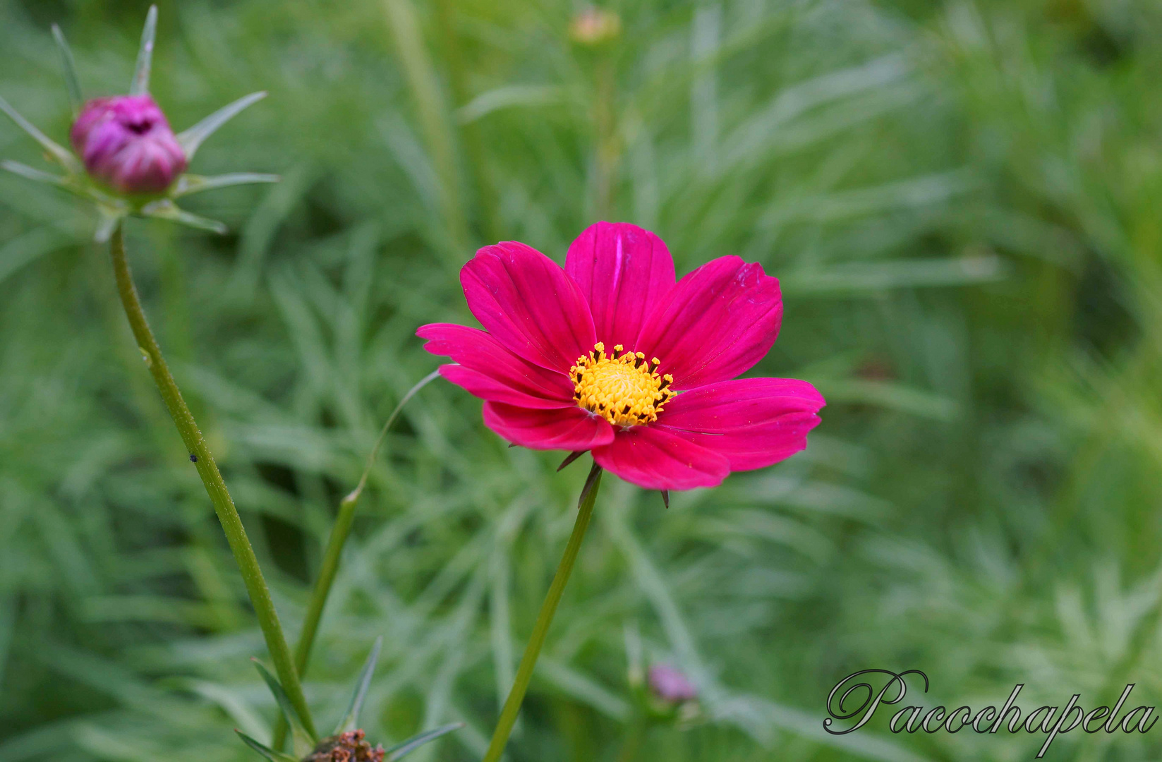 De bello color rosa