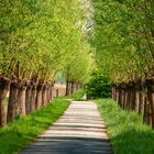 De Biesbosch