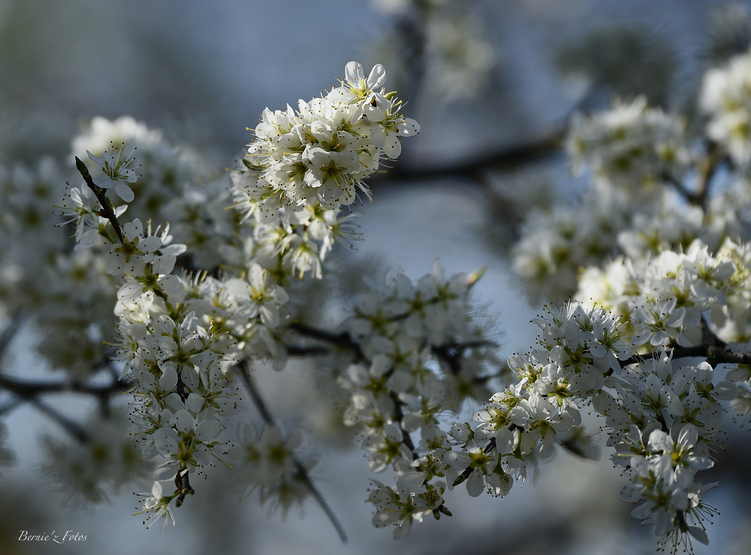 De blanc vêtue