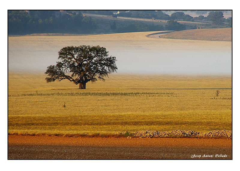 De bon matí al camp - Early morning on the field