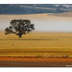 De bon matí al camp - Early morning on the field