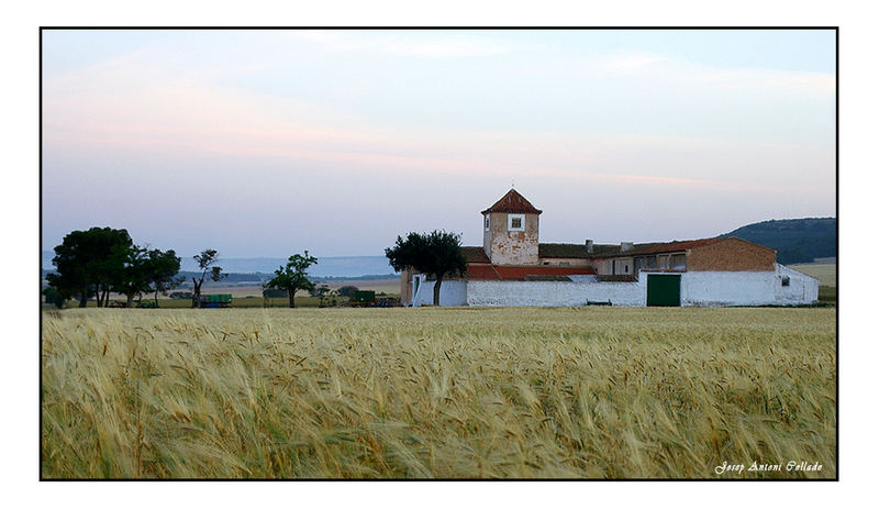 De bon matí al camp II - Early morning on the field II