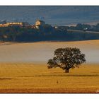 De bon matí al camp III- Early morning on the field III