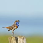 De bon matin, je chante .....