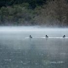 De bon matin, trois canards colvert sur un étang local (Nièvre)