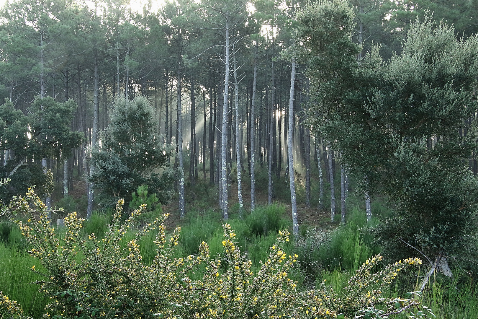 de bonne heure dans la forêt !