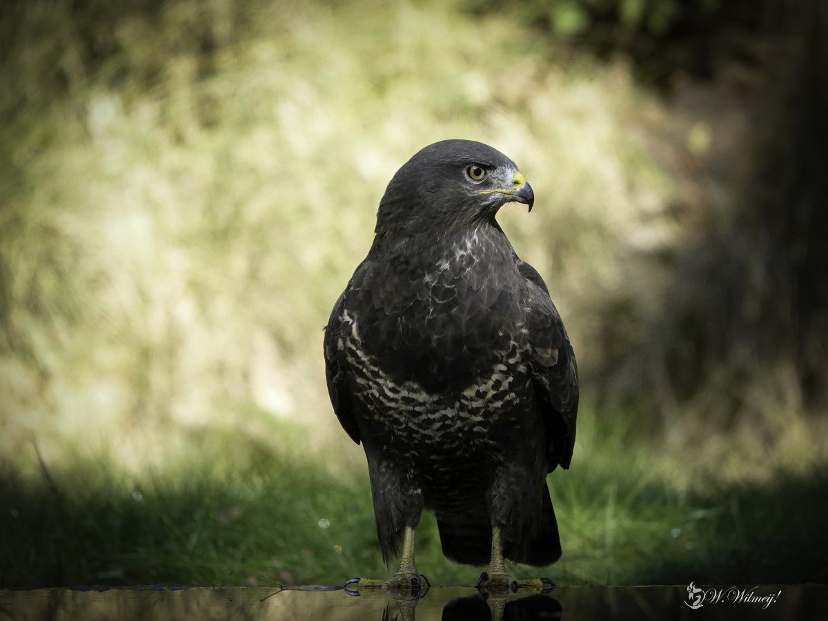 De Buizerd