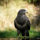 De Buizerd