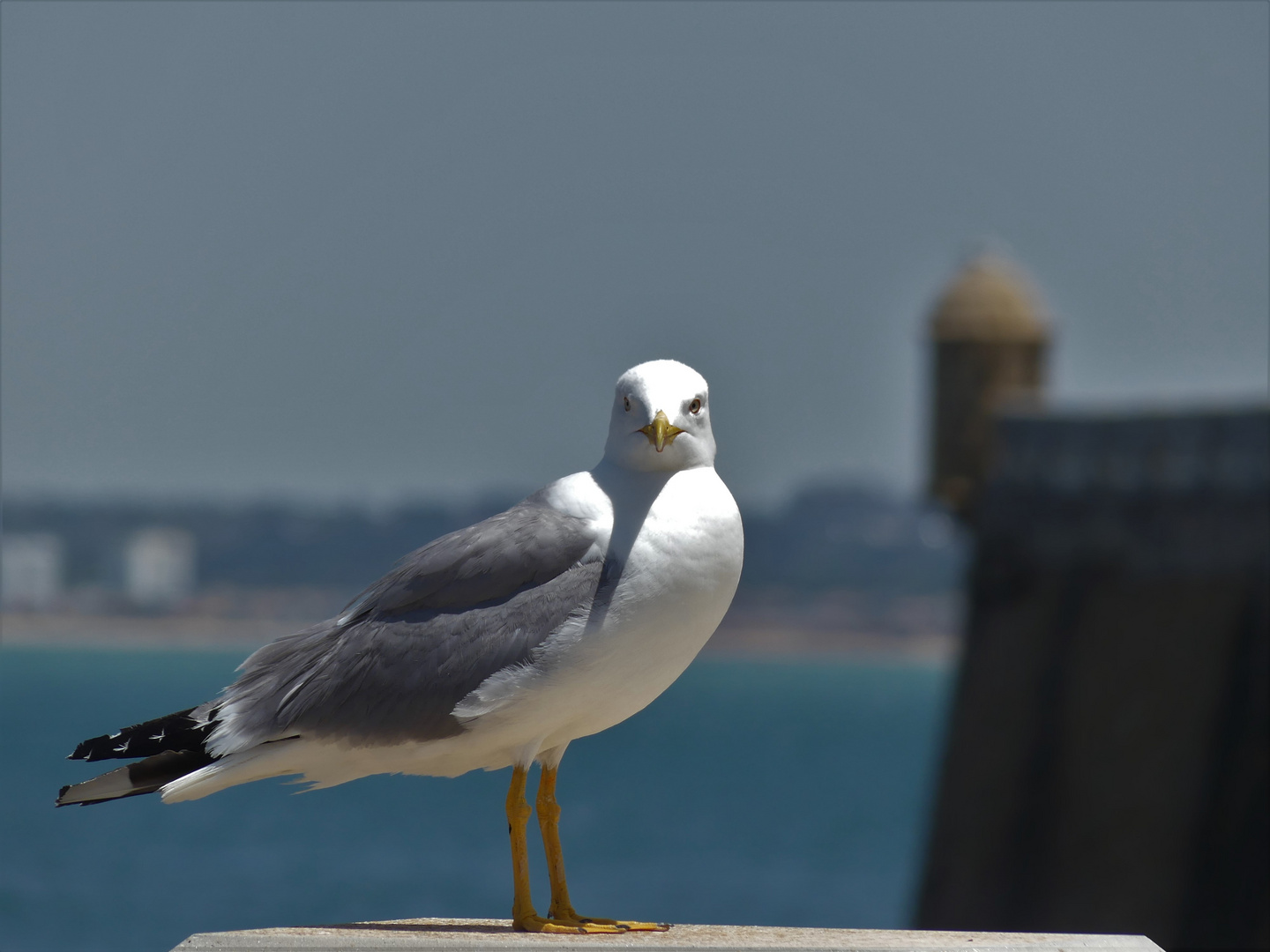 De Cádiz