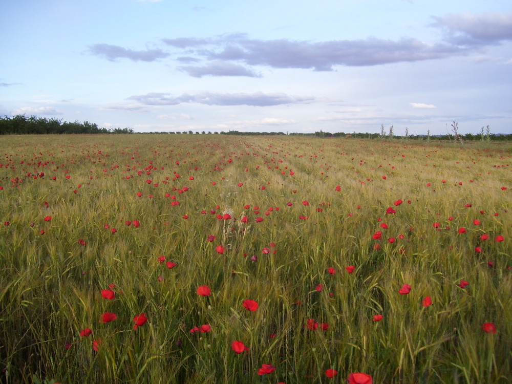 ...De cereal y amapolas...FERNANDO LÓPEZ   fOTOGRAFÍAS...