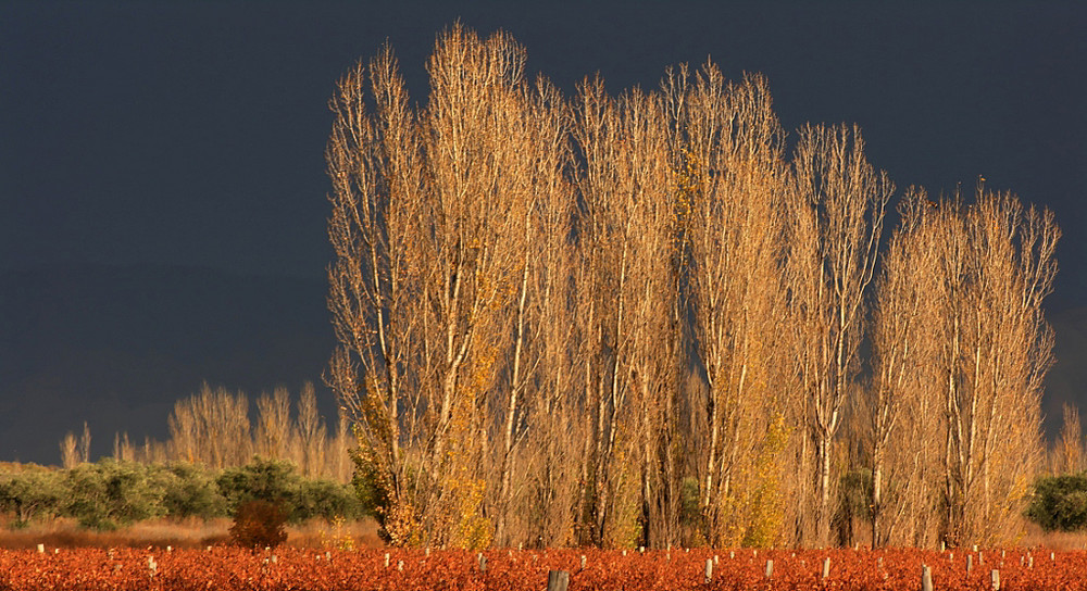 De color Amarillo