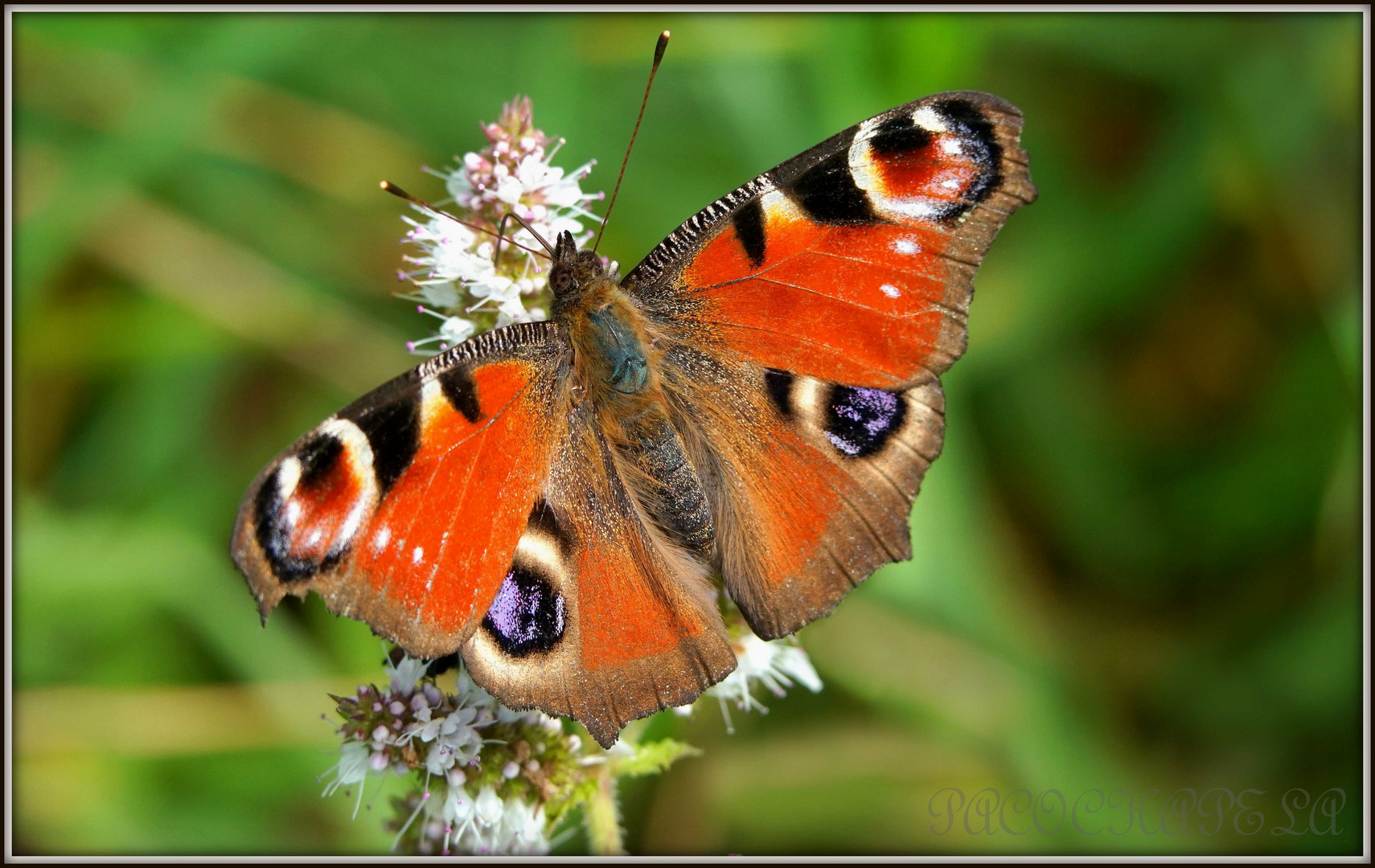 de color naranja