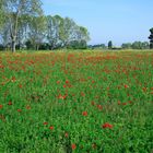 De colores se visten los campos ...