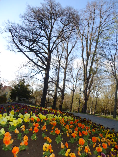 De colores se visten los campos en la Primavera