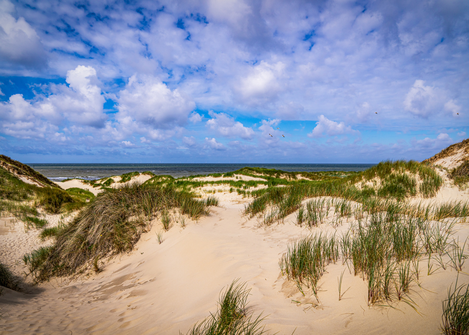 De duinen van Egmond aan Zee .2
