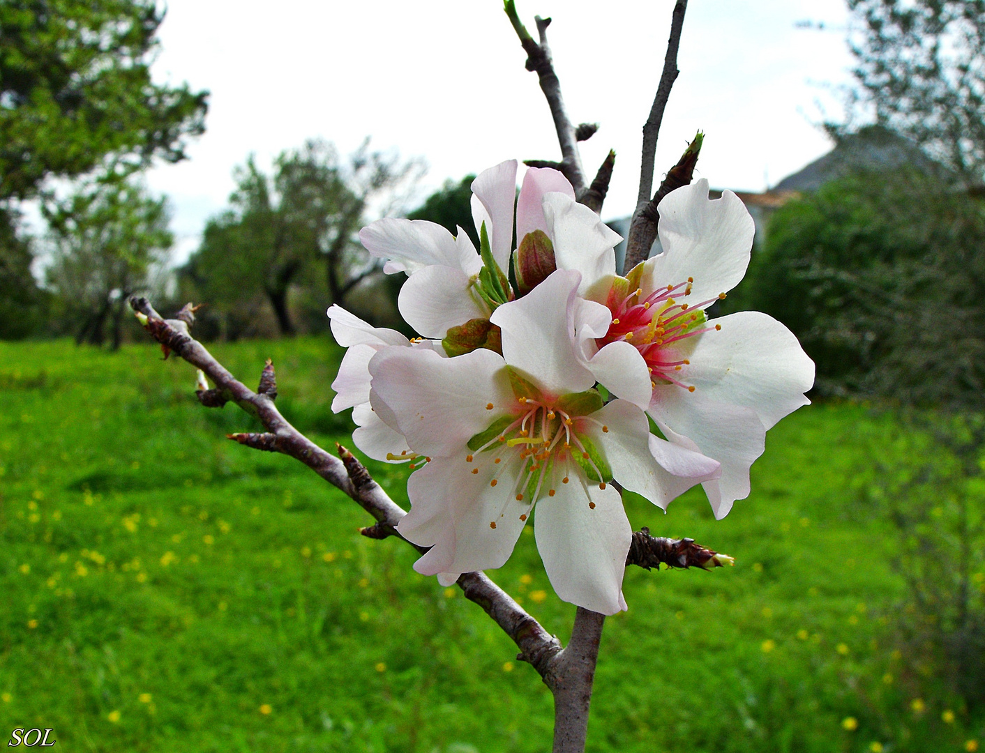 De este tiempo,flor de almendro