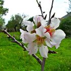 De este tiempo,flor de almendro