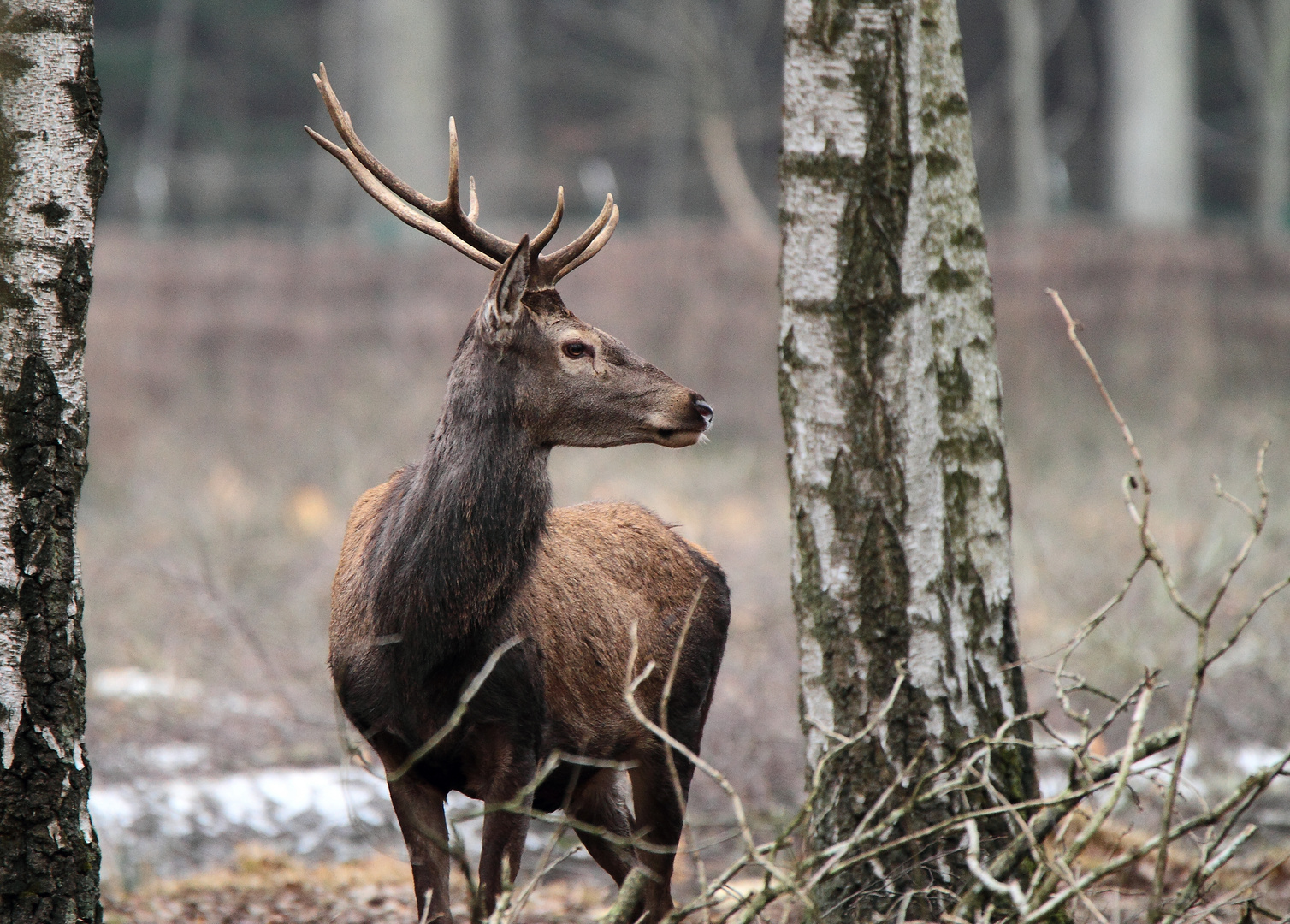 de face ou de profil  l'animal est beau