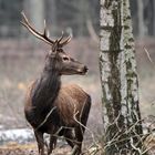 de face ou de profil  l'animal est beau