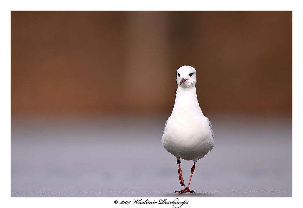 De face sur la glace