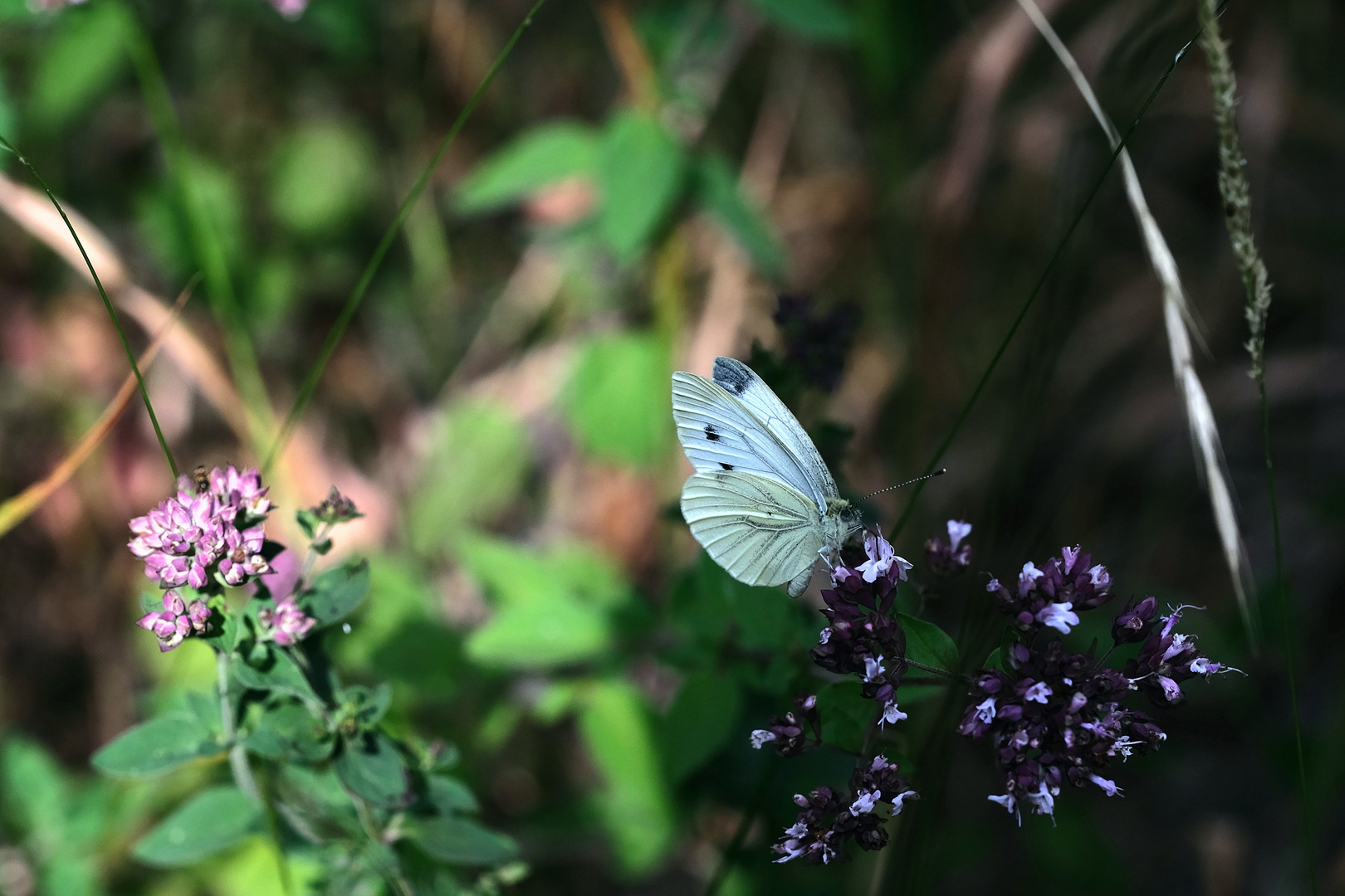 de fleurs en fleurs