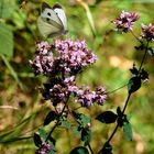 de fleurs en fleurs 