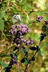 de fleurs en fleurs 