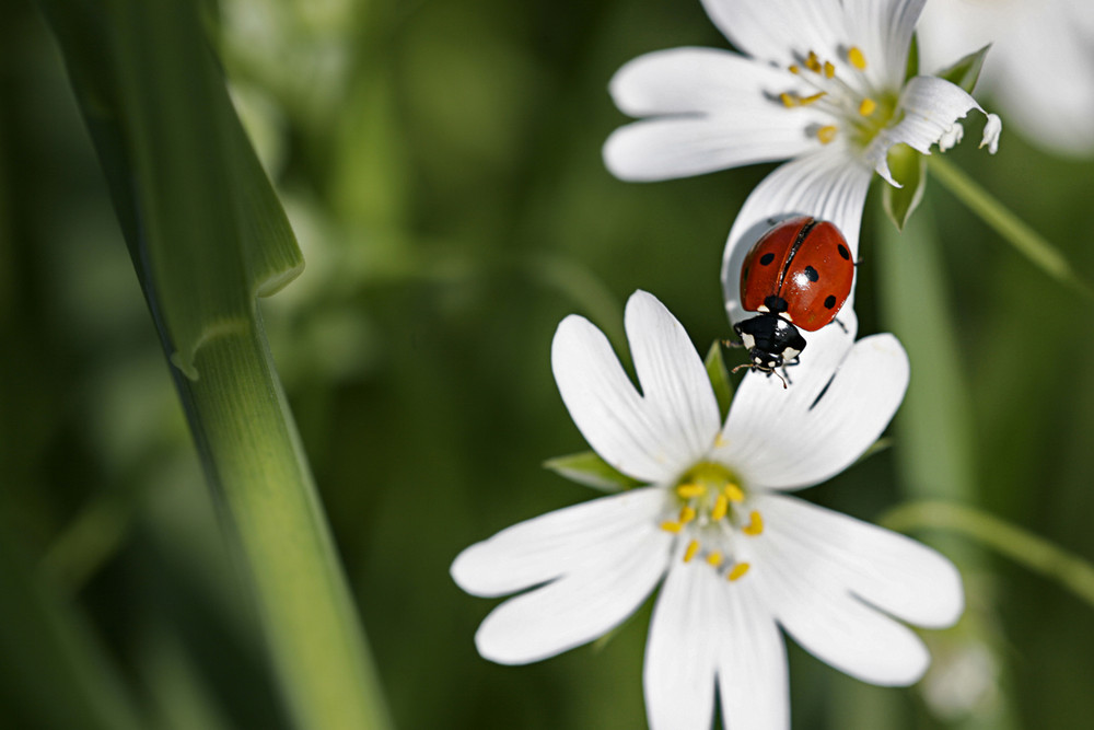 De fleurs en fleurs